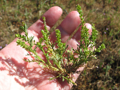 Lepidium strictum