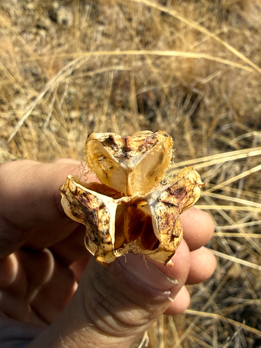 Fritillaria biflora, photograph 2