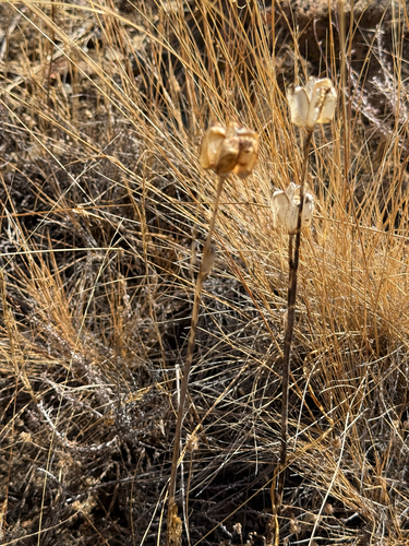 Fritillaria biflora, photograph 1