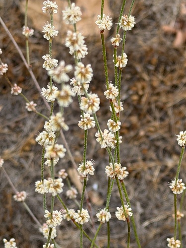 Eriogonum gracile, photograph 1