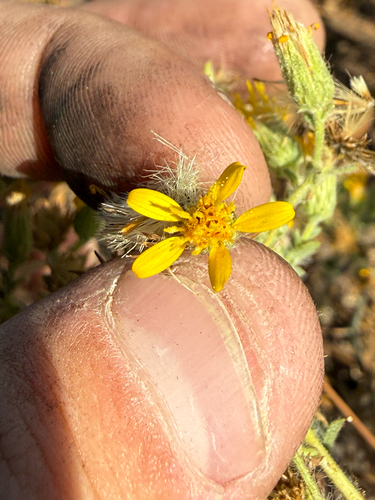Heterotheca sessiliflora, photograph 3