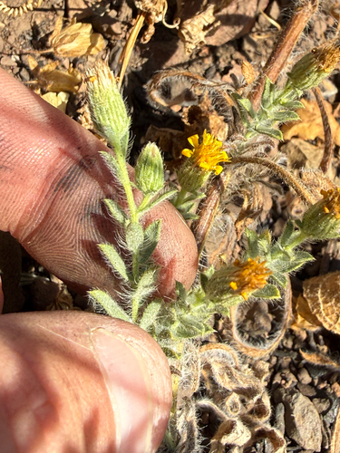 Heterotheca sessiliflora