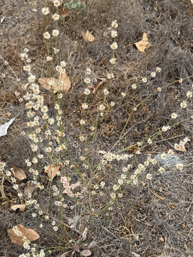 Eriogonum gracile, photograph 2