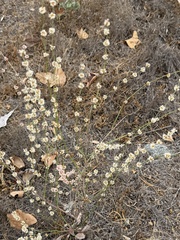 Eriogonum gracile, photograph (c) Irina Mitine, some rights reserved (CC BY)
