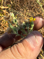 Heterotheca sessiliflora, photograph (c) Mike Butler, some rights reserved (CC BY)