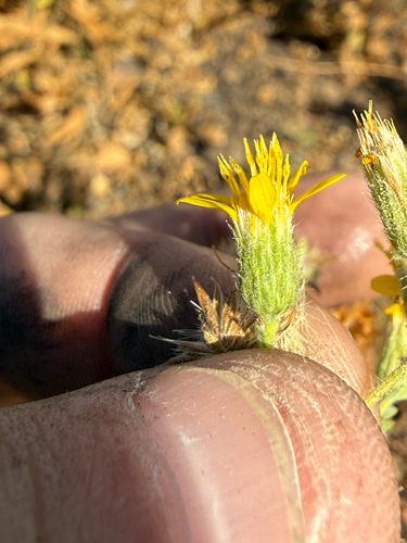 Heterotheca sessiliflora, photograph 4