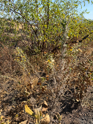 Heterotheca sessiliflora, photograph 2