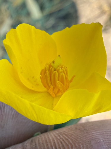 Dendromecon rigida, photograph 2