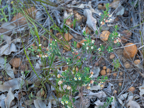 Phyllanthus calycinus, photograph 3