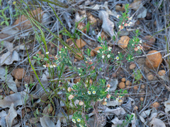 Phyllanthus calycinus, photograph (c) Carmon, some rights reserved (CC BY-SA)