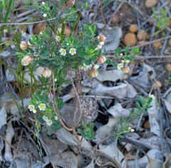 Phyllanthus calycinus, photograph (c) Carmon, some rights reserved (CC BY-SA)