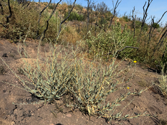 Dendromecon rigida, photograph (c) Mike Butler, some rights reserved (CC BY)
