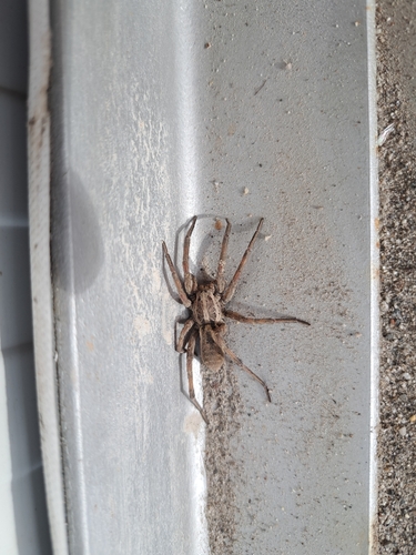 Radiated Wolf Spider