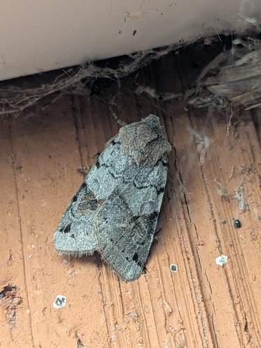 Brown-spot Pinion