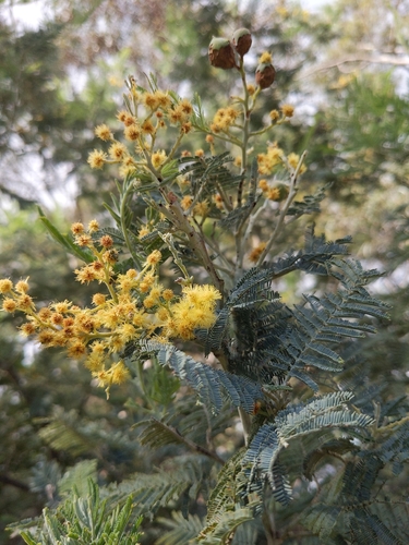 Silver wattle