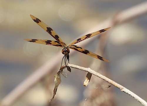 Graphic Flutterer