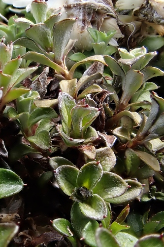 Anaphalioides bellidioides, photograph 1