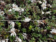 (c) Duncan Cunningham, some rights reserved (CC BY) Anaphalioides bellidioides, photograph (c) Duncan Cunningham, some rights reserved (CC BY)