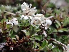 (c) Duncan Cunningham, some rights reserved (CC BY) Anaphalioides bellidioides, photograph (c) Duncan Cunningham, some rights reserved (CC BY)