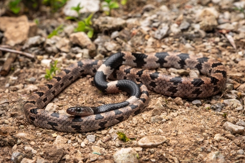 Painted Wolf Snake