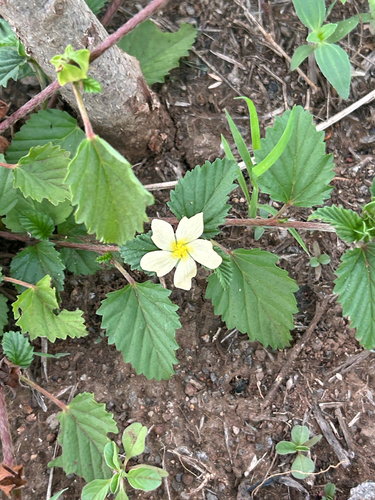 three-lobe false mallow