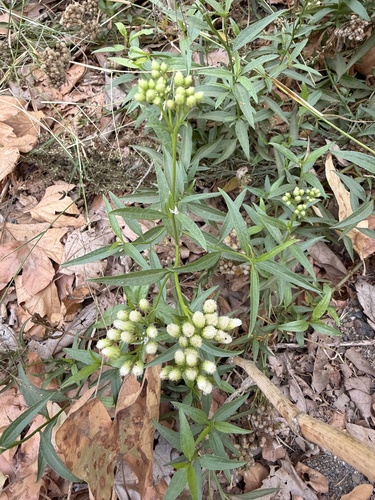 Baccharis glutinosa