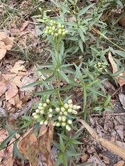 Baccharis glutinosa