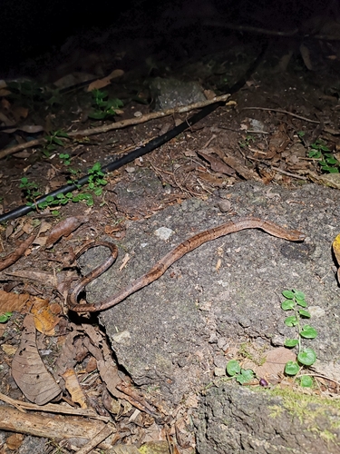 Oligodon purpurascens observed 2026-08-22