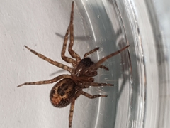 Araneae