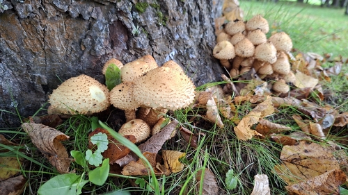 shaggy scalycap