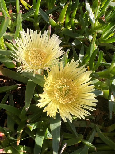 sea fig