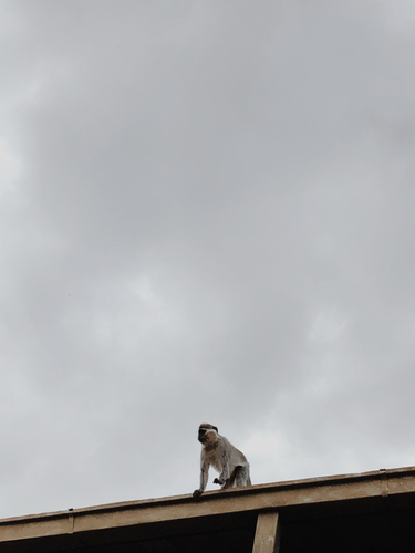 Grivet Monkey