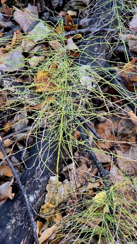 Equisetum pratense, photograph 6