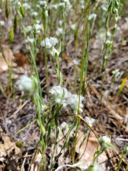 Micropus californicus