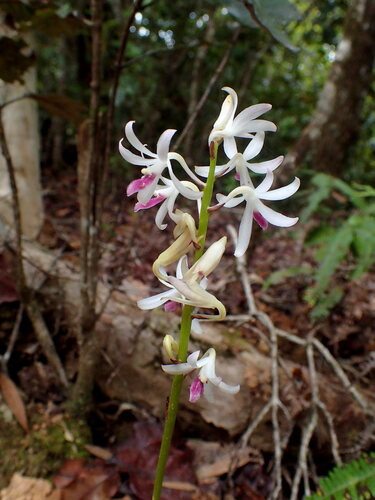 Dipodium squamatum observed 2026-09-20