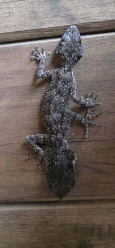 Wyberba Leaf-tailed Gecko