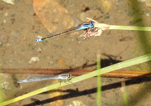Australian Bluetail