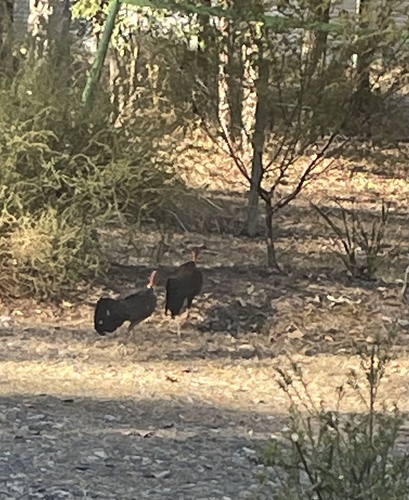 Australian Brushturkey