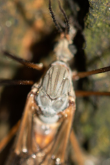 Tipula hortorum