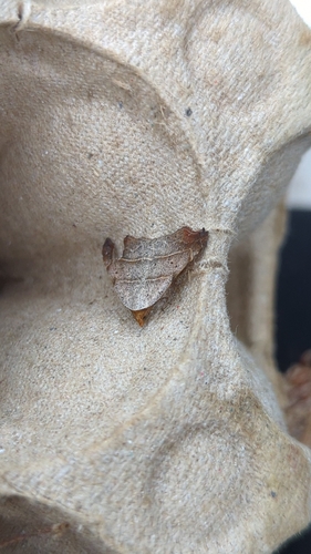Beautiful Hook-tip