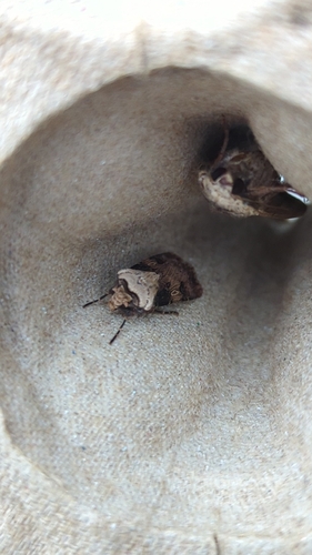 Shuttle-shaped Dart