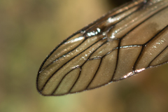 Tipula hortorum