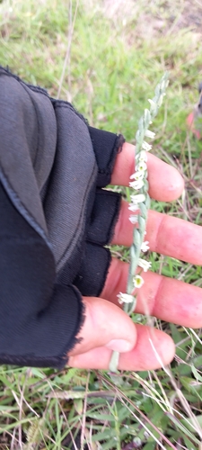 Autumn Ladies' Tresses