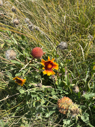 great blanketflower