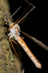 Tipula hortorum