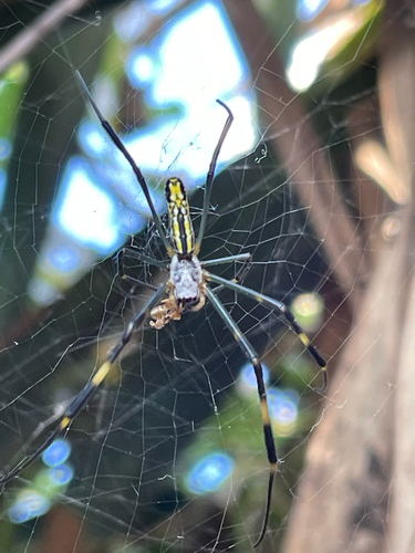 Joro Spider