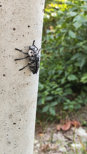 Capnodis cariosa