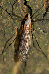 Tipula hortorum