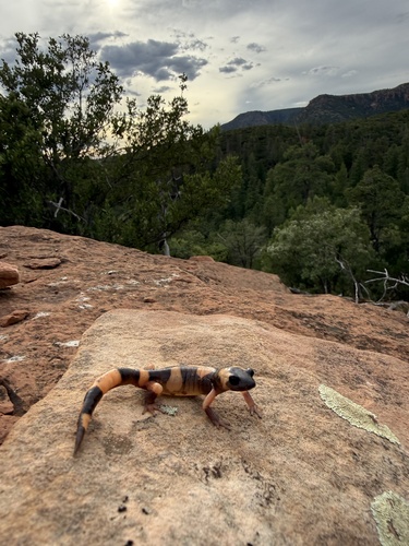 Large-blotched Ensatina