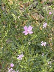 (c) Irina Mitine, some rights reserved (CC BY) Epilobium brachycarpum, photograph (c) Irina Mitine, some rights reserved (CC BY)